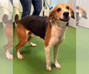 Mutt Dogs for adoption in Rustburg, VA, USA