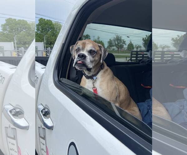 Medium Photo #6 Boxer Puppy For Sale in Burnsville, MN, USA