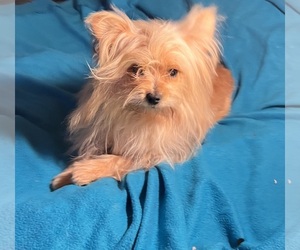 Maltipom Puppy for sale in FORT VALLEY, GA, USA