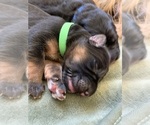 Small Photo #19 German Shepherd Dog Puppy For Sale in PINON HILLS, CA, USA