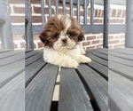 Small #1 Shih Tzu