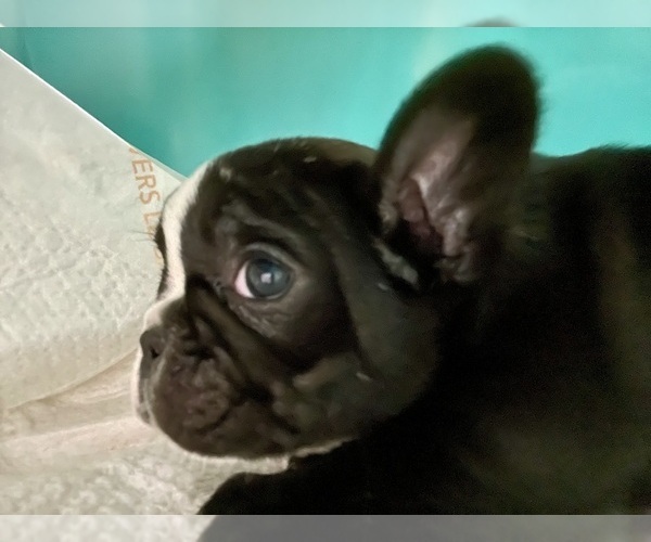 Medium Photo #8 French Bulldog Puppy For Sale in HOPE MILLS, NC, USA