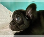 Small #7 French Bulldog
