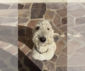 Mother of the Goldendoodle-Sheepadoodle Mix puppies born on 08/13/2025