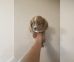 Small Photo #4 Cavalier King Charles Spaniel Puppy For Sale in SPARTA, TN, USA