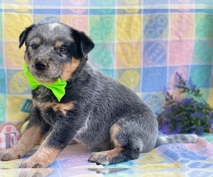 Australian Cattle Dog Puppy for sale in LANCASTER, PA, USA