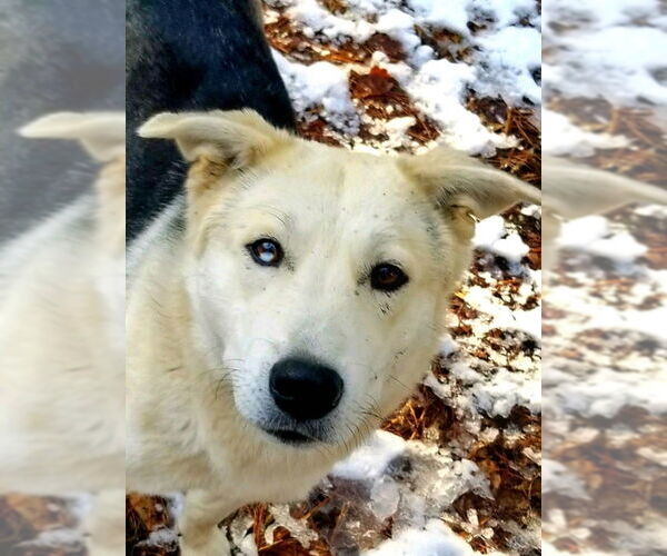 Medium Photo #2 Siberian Husky Puppy For Sale in Severn, MD, USA