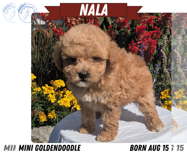 Medium Photo #9 Goldendoodle (Miniature) Puppy For Sale in GOSHEN, IN, USA