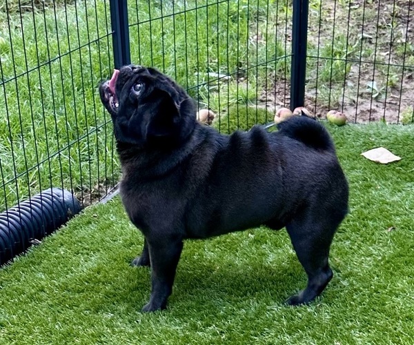 Medium Photo #10 Pug Puppy For Sale in CEDAR RAPIDS, IA, USA