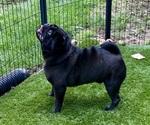Small #9 Pug