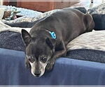 Small #5 Chihuahua Mix