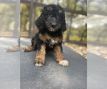 Small Photo #3 Bernedoodle Puppy For Sale in HERNANDO, FL, USA