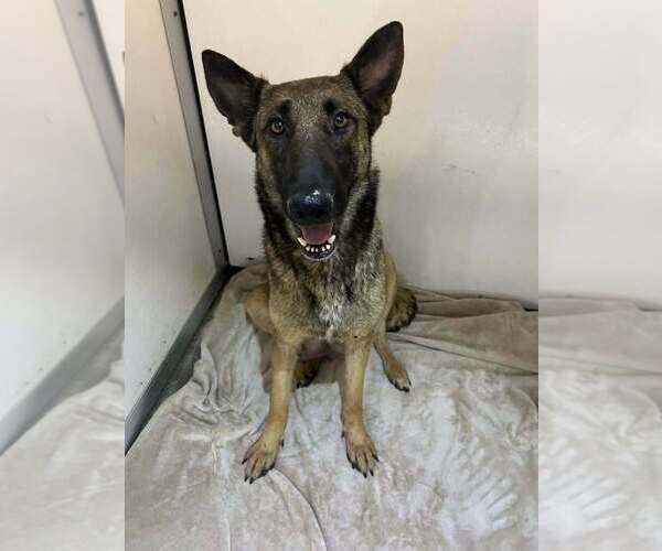 Medium Photo #3 Mutt Puppy For Sale in Imlay City, MI, USA