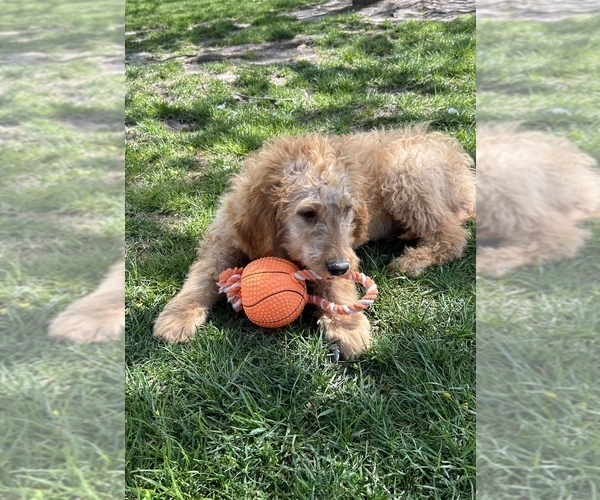 Medium Photo #5 Goldendoodle (Miniature) Puppy For Sale in MIDDLEBURY, IN, USA