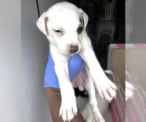 Black Mouth Cur-Unknown Mix Dogs for adoption in Houston, TX, USA