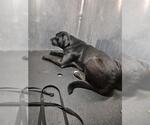Small Pug Mix
