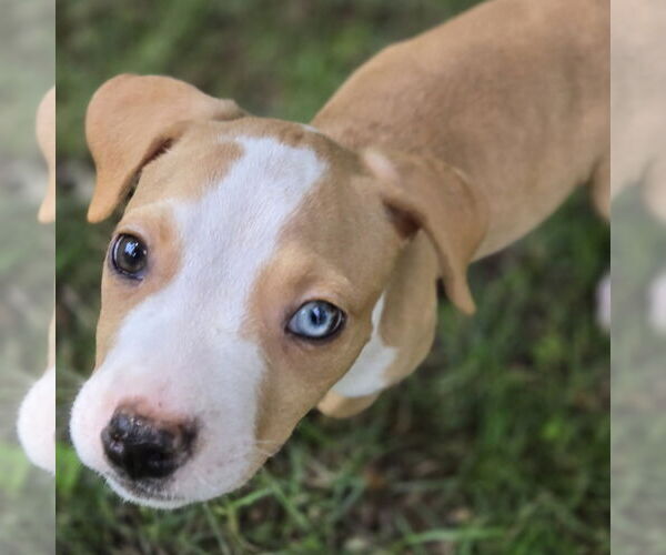 Medium Photo #1 Chihuahua-Unknown Mix Puppy For Sale in Claremore, OK, USA