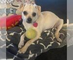 Small #19 Chihuahua Mix