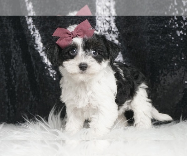 Medium Photo #5 YorkiePoo Puppy For Sale in WARSAW, IN, USA