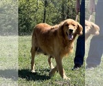 Small Photo #1 Golden Retriever Puppy For Sale in NEOLA, WV, USA