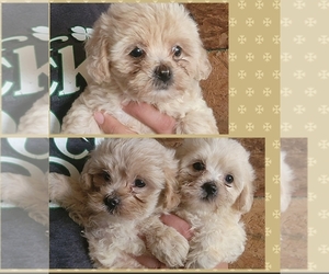ShihPoo Puppy for sale in WINSTON SALEM, NC, USA