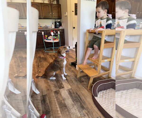 Medium Photo #6 Mutt Puppy For Sale in Fenton, MO, USA