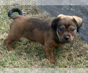 Apple Nugget - Female Cavalier King Charles Spaniel-Dachshund Mix Dog for Adoption - Photo #2