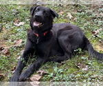 Small #4 Borador