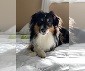 Father of the Miniature Australian Shepherd puppies born on 05/12/2025