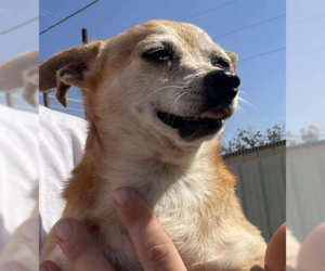 Chihuahua-Unknown Mix Dogs for adoption in Cranston, RI, USA