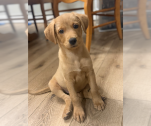 Labrador Retriever-Unknown Mix Dogs for adoption in MIDWAY, UT, USA