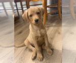 Lupine - Female Labrador Retriever-Unknown Mix Dog for Adoption - Small photo