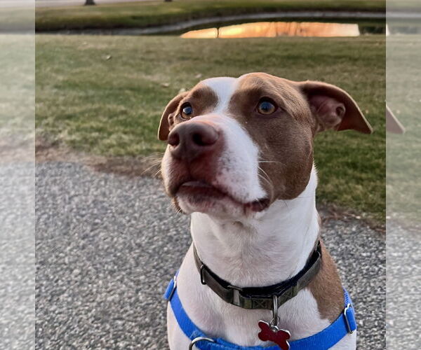 Medium Photo #6 Mutt Puppy For Sale in Fargo, ND, USA