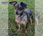 Small #1 Chiweenie