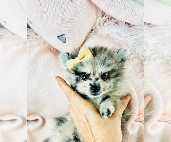 Medium Photo #16 Pomeranian Puppy For Sale in PEMBROKE PINES, FL, USA
