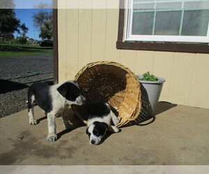 Australian Cattle Dog-Border Collie Mix Litter for sale in OROVILLE, CA, USA