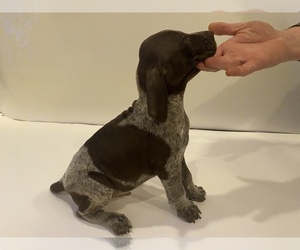 German Shorthaired Pointer Dog for Adoption in BOONVILLE, Indiana USA