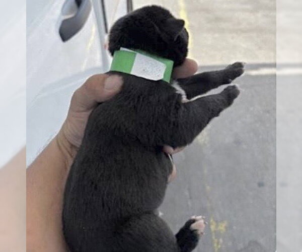 Medium Photo #1 Siberian Husky-Unknown Mix Puppy For Sale in Houston, TX, USA