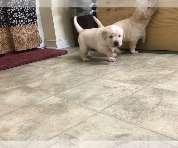 Medium Photo #3 Labrador Retriever Puppy For Sale in DEWITT, VA, USA