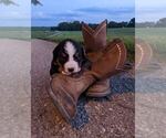 Puppy 8 Bernese Mountain Dog