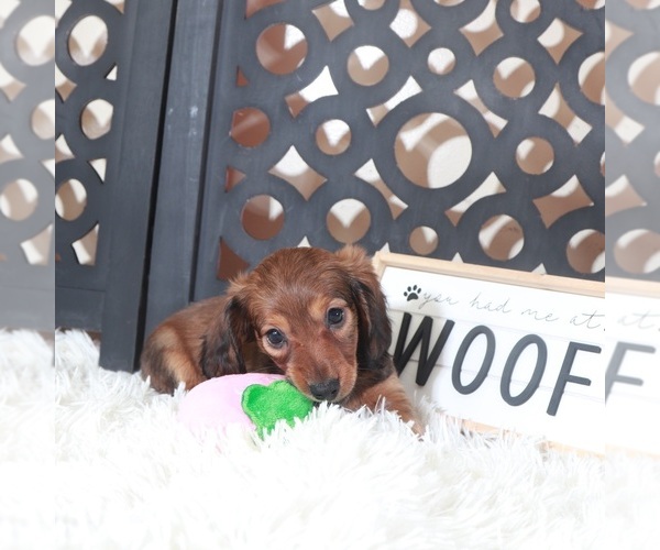 Medium Photo #5 Dachshund Puppy For Sale in MOUNT VERNON, OH, USA