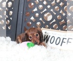 Small #4 Dachshund