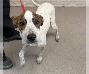 Mutt Dogs for adoption in San Bernardino, CA, USA