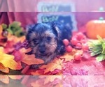 Small Photo #49 Yorkshire Terrier Puppy For Sale in AKRON, OH, USA