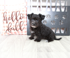 Yo-Chon Puppy for sale in MARIETTA, GA, USA