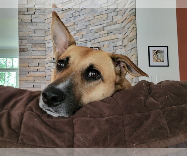 Medium Photo #8 Mutt Puppy For Sale in Cary, NC, USA