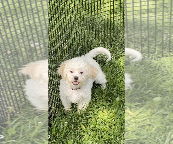 Medium Photo #1 Zuchon Puppy For Sale in CANOGA, NY, USA
