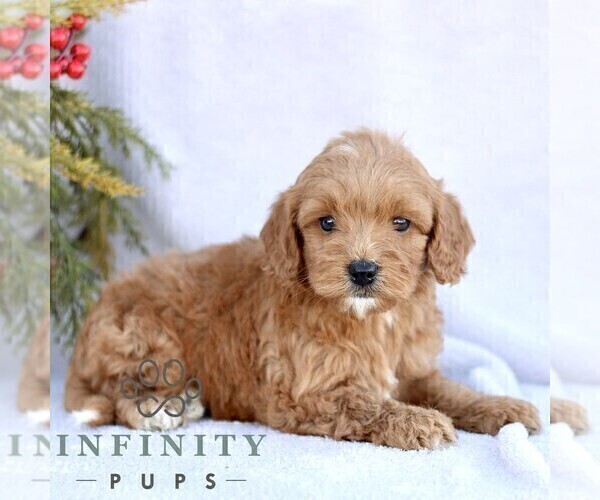 Medium Photo #4 Goldendoodle (Miniature) Puppy For Sale in EPHRATA, PA, USA