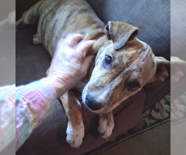 Medium Photo #1 Mountain Cur Puppy For Sale in Rutherfordton, NC, USA