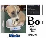 Small #1 Mutt